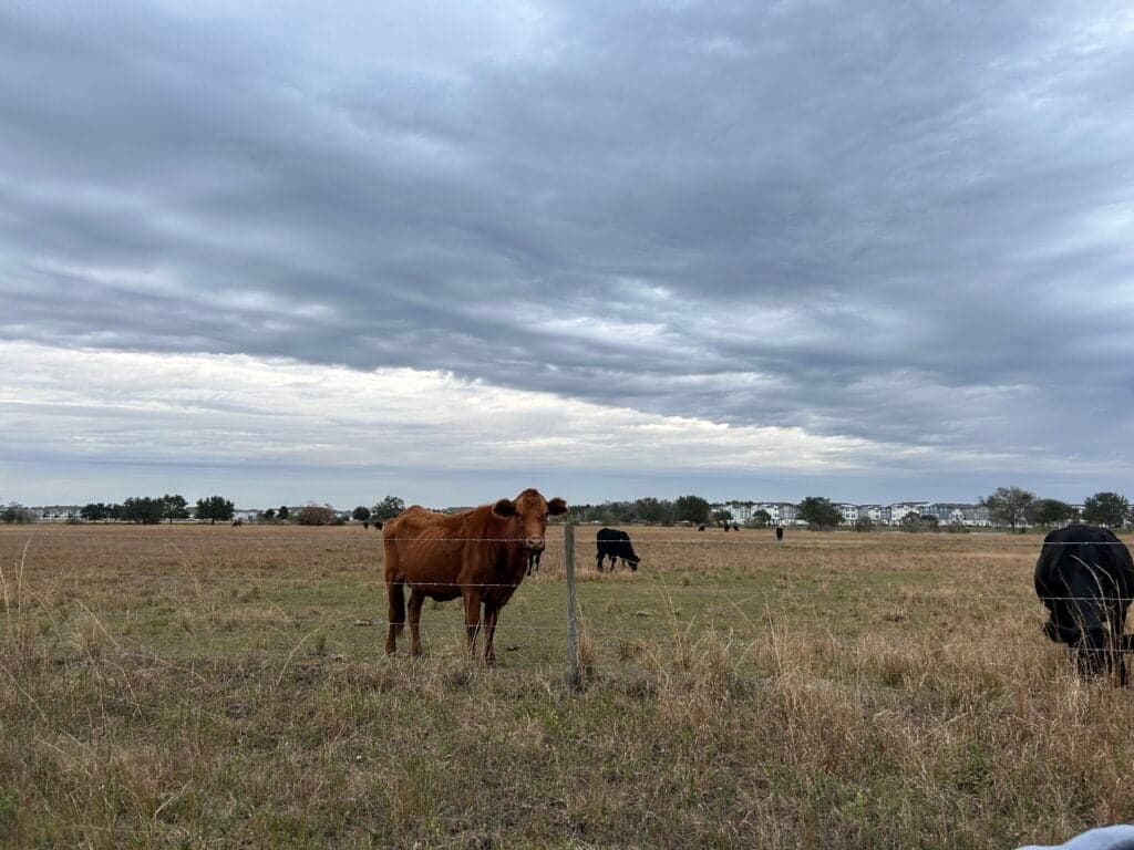 Cows grazing in Laureate Park